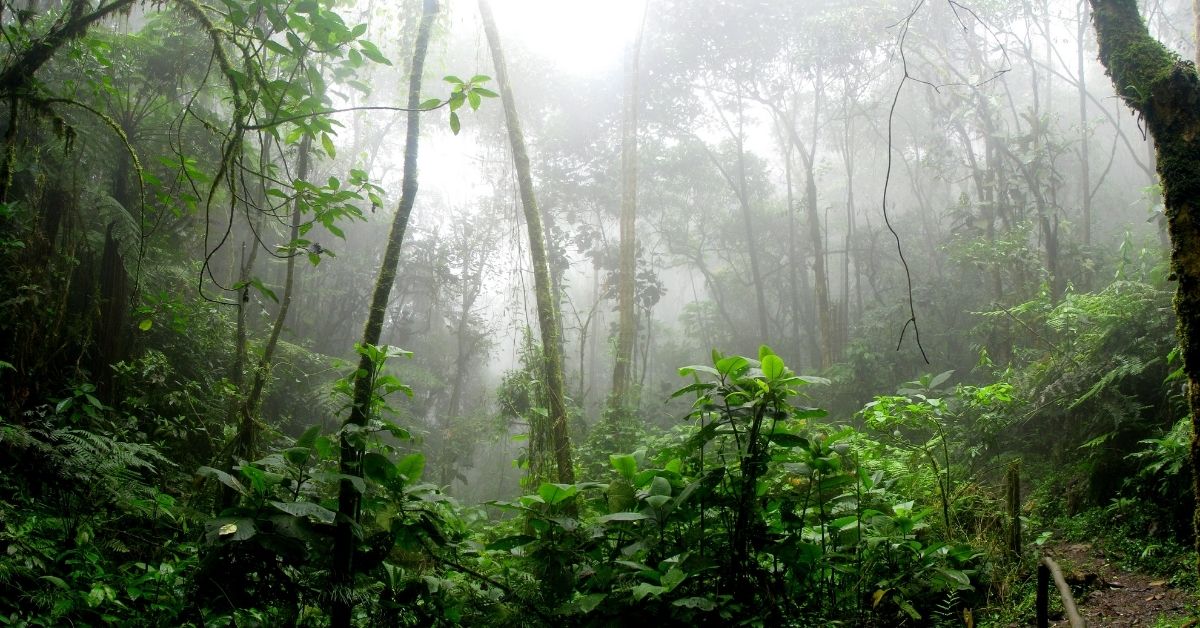 Beskriva djungeln - Skriva miljöbeskrivningar